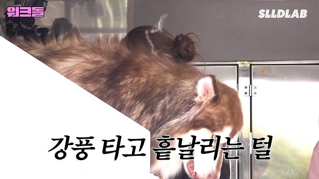 bKzIlz 대형견 목욕알바 했다가 미친 시급에 깜짝 놀란 알바생 근황 ㄷㄷㄷ..JPG 대형견 목욕알바 했다가 미친 시급에 깜짝 놀란 알바생 ㄷㄷㄷ..JPG