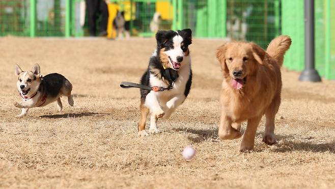 대구 달서구 장동에 있는 반려견 놀이터에서 강아지들이 뛰놀고 있다. 뉴시스