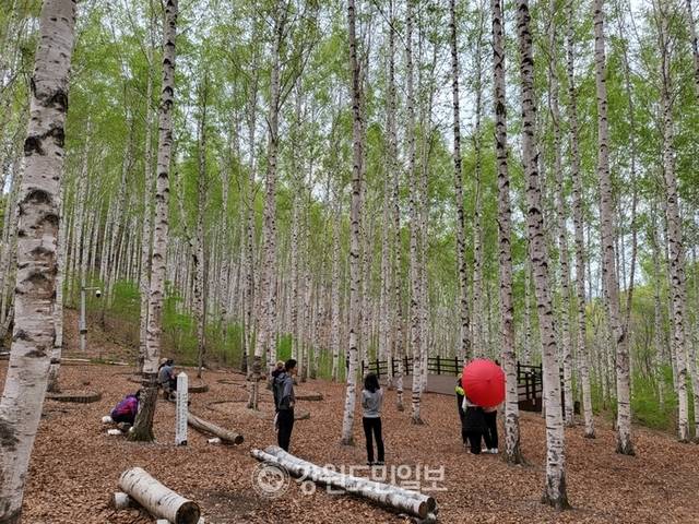 ▲ 지난 1일 입산이 재개된 인제군 인제읍 원대리 ‘속삭이는 자작나무숲’에 관광객의 발걸음이 이어지고 있다.