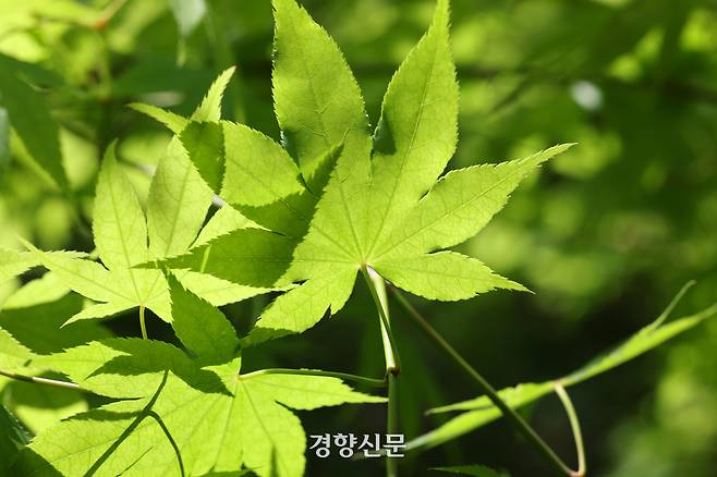 백사실 계곡 신록. 정지윤 기자