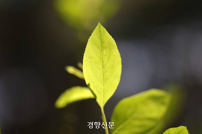 백사실 계곡 신록. 정지윤 기자