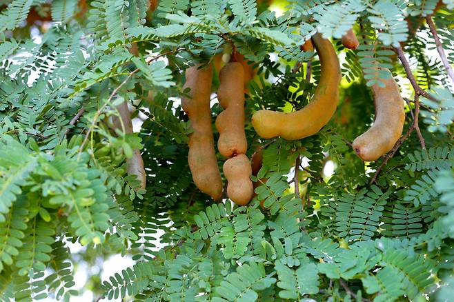 타마린드. [게티이미지뱅크]