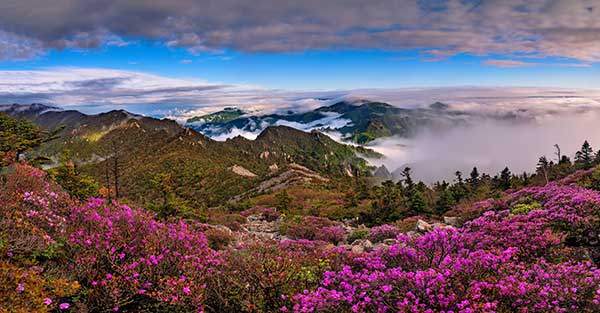 설악산 귀때기청 털진달래
