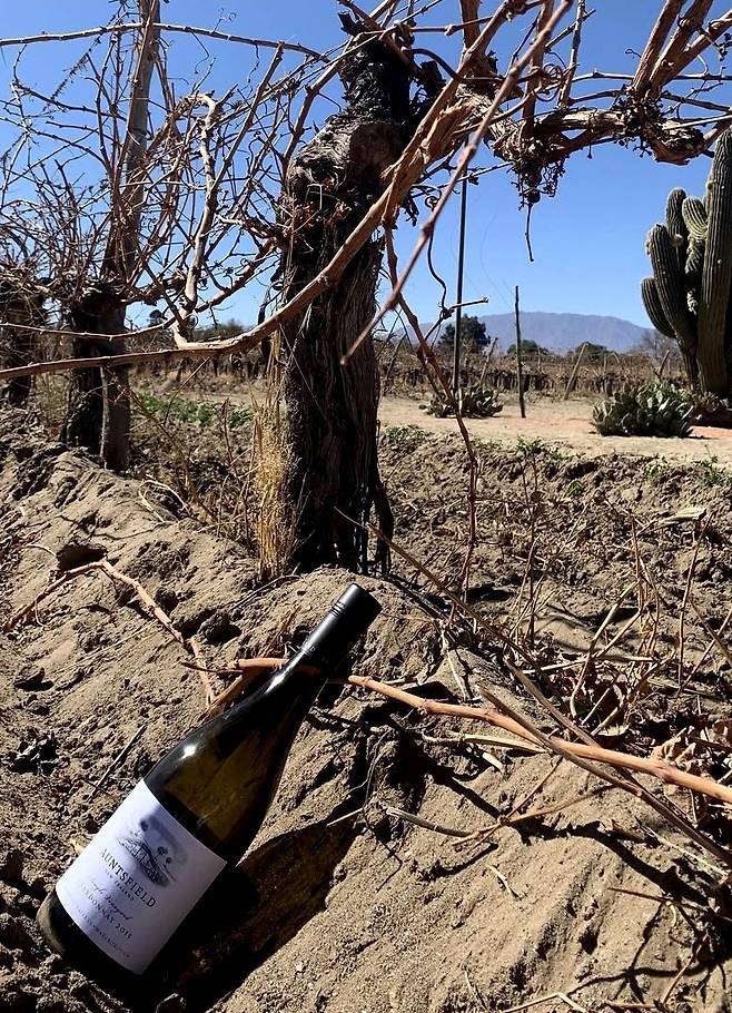 언츠필드 그레이왁 토양. 인스타그램