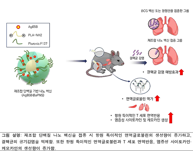 나노입자 전달체 활용 결핵 백신 연구 모식도 &copy;질병관리청