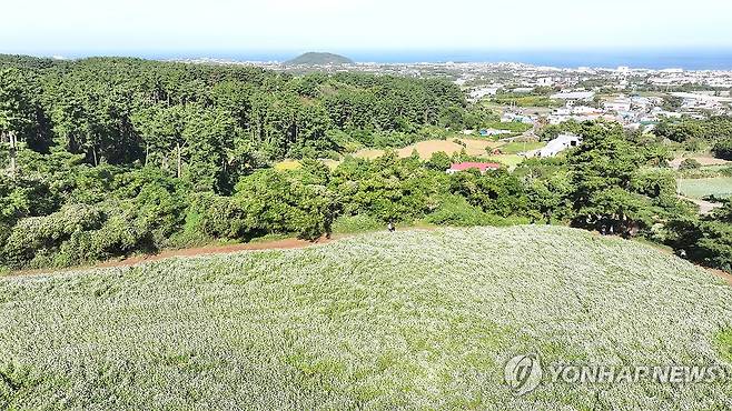 메밀꽃 만개한 제주 [연합뉴스 자료사진]
