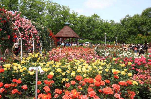 곡성 세계장미축제.   <광주일보 자료사진>