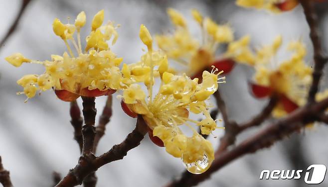대전 서구 도로변에 핀 산수유에 빗물이 맺혀 있다. (기사와 관계없음) /뉴스1 ⓒ News1 김기태 기자