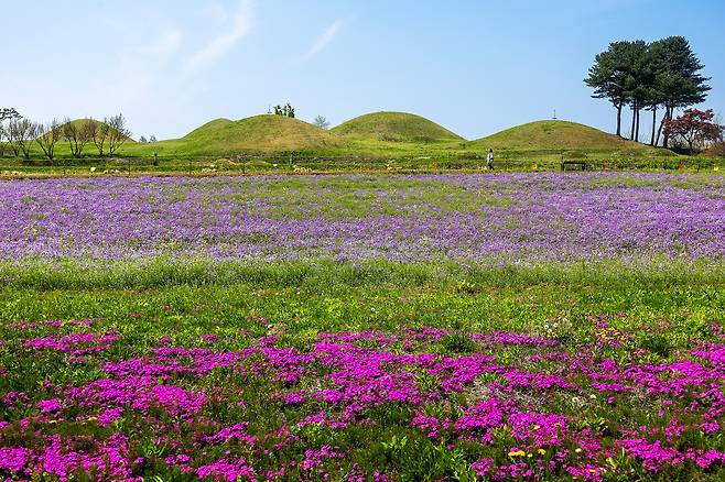 경북 산불로 곳곳이 타들어 갔지만 의성군 금성면 고분군 주변에는 봄꽃이 흐드러지게 피었다. / 양수열 영상미디어 기자