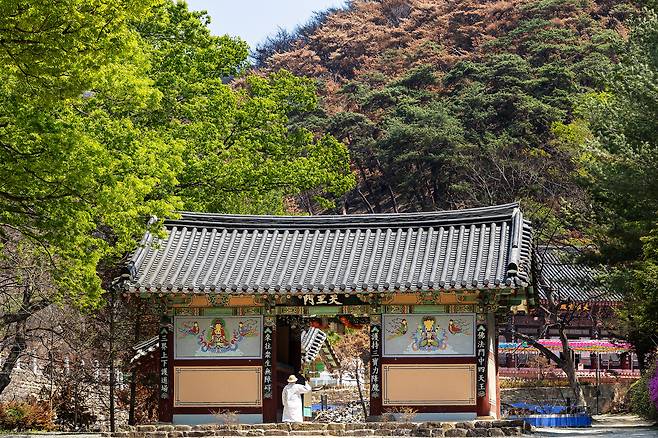 의성 '고운사' 천왕문 너머 검게 탄 산과 신록의 대비가 확연하다. / 양수열 영상미디어 기자