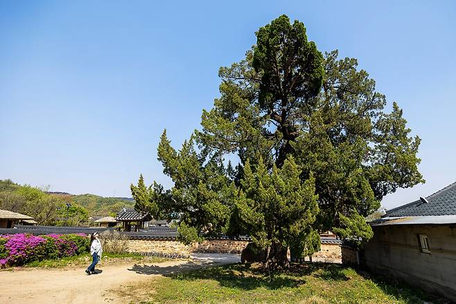 '만 년 동안 푸르게 살라'는 바람을 담아 '만년송'이라는 별칭을 붙였다던 사촌리향나무는 바람대로 변치않는 푸르름을 자랑하고 있다. / 양수열 영상미디어 기자