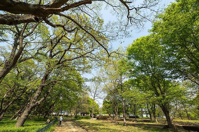 '사촌리가로숲'은 선조들의 지혜가 담겨있는 방풍림이다. 신록의 계절에 접어든 숲에선 시원한 바람소리, 새소리를 실컷 감상할 수 있다. / 양수열 영상미디어 기자