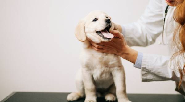 쿠싱증후군은 완치가 불가능하므로 쿠싱증후군으로 인한 합병증이 환자 삶의 질을 떨어뜨려 증상 관리가 필요할 때에 치료를 고려한다./사진=게티이미지뱅크