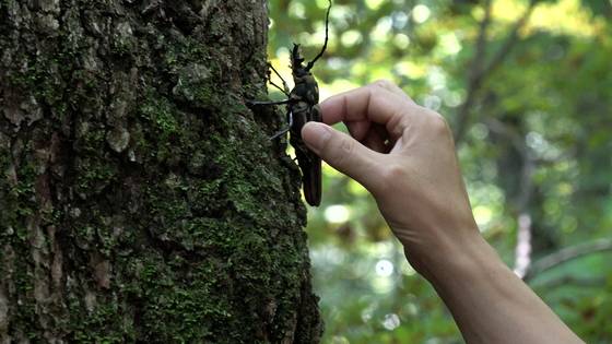 광릉숲에 장수하늘소를 방사하는 모습. 국립수목원 제공