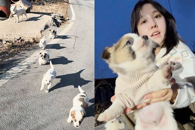 SNS와 인터넷 커뮤니티에서 '시고르자브종'으로 불리는 시골 강아지 대부분은 방치된 시골 마당개가 번식한 결과물이다. 대다수는 공공 보호소로 끌려가거나 혹은 불법 보신탕집에 팔린다. 하지만 제보자 오혜린씨는 마을 방치견을 돌보고 입양 보내는 과정을 SNS에 게시해 누적 조회수 400만 건을 기록했다. 제보자 제공