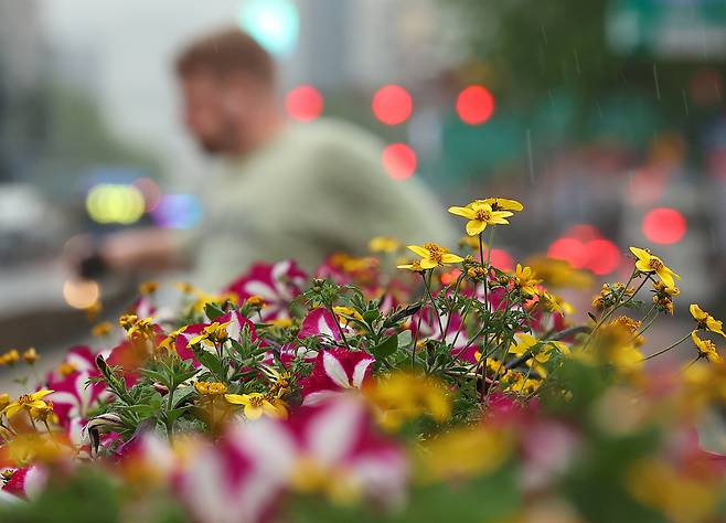 서울 종로구 세종로사거리에 심어진 화단 뒤로 한 외국인이 길을 지나고 있다. [연합]