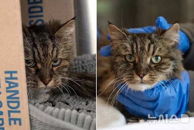 [서울=뉴시스] 미국에서 차량이 약 115m 절벽 아래로 추락하는 사고가 발생해 탑승자 두 명이 사망했지만, 함께 타고 있던 고양이는 기적적으로 살아남아 화제다. (사진=베스트프렌즈 동물 협회)