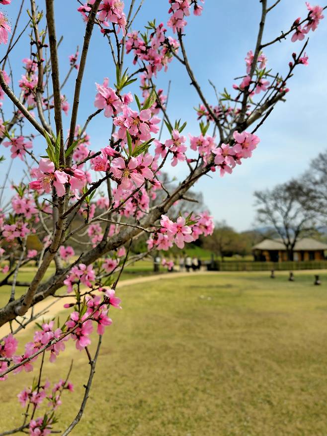 해미읍성 복사꽃.