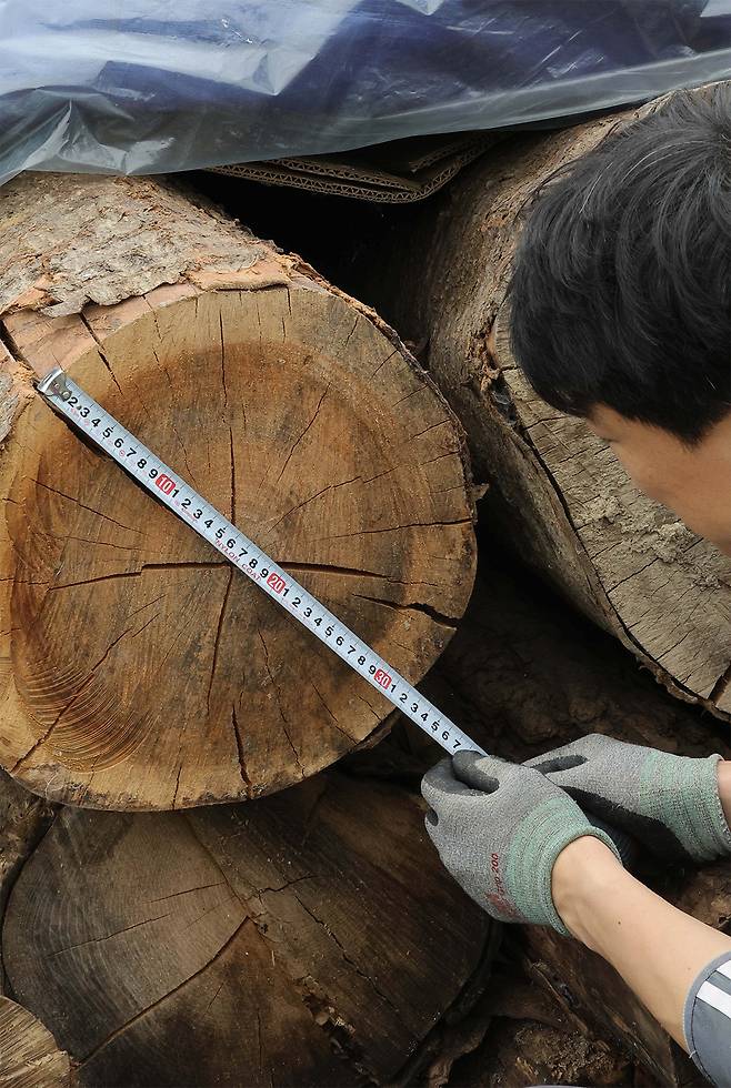 ① 안진석 영천목탁 대표가 원목 건조장에서 건조되고 있는 나무의 치수를 재고 있다.