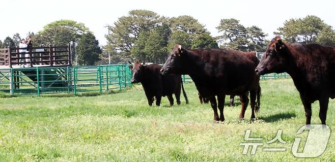 국가지정 천연기념물인 제주흑우가 30일 오후 제주마 방목지에 처음으로 방목되고 있다. 제주도 축산생명연구원은 이날부터 9월 말까지 이곳에서 흑우를 시범 방목한다. 2025.4.30/뉴스1 ⓒ News1 오현지 기자