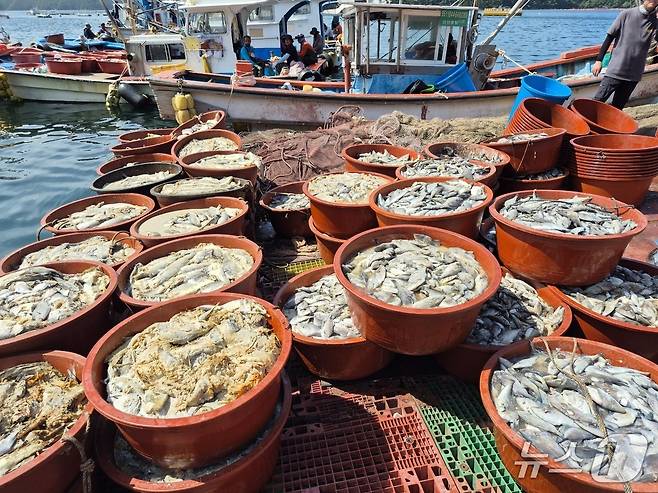 지난해 고수온으로 폐사한 양식어류들./뉴스1