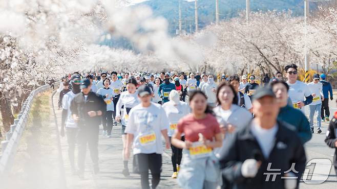 합천 벚꽃마라톤대회(합천군 제공. 재판매 및 DB금지).