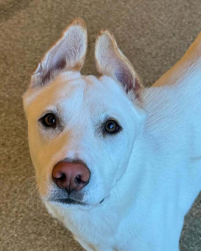 반포의 트레이드마크가 된 왕관 귀. 반포는 리트리버와 진돗개 믹스로 추정된다(인스타그램 banpo_puppy 제공). ⓒ 뉴스1