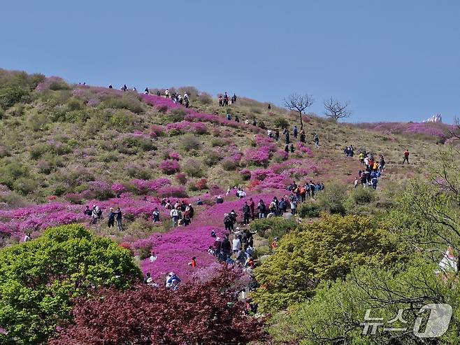 황매산철쭉제(합천군 제공. 재판매 및 DB금지). 2025.5.4