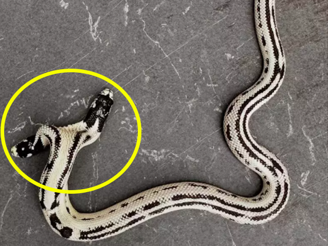 두 개의 머리를 가진 쌍두사. 이스트 베이 비바리움 인스타그램