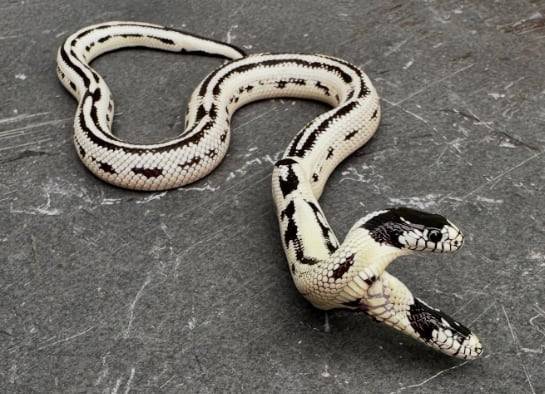머리 두 개가 달린 캘리포니아 킹스네이크. /인스타그램