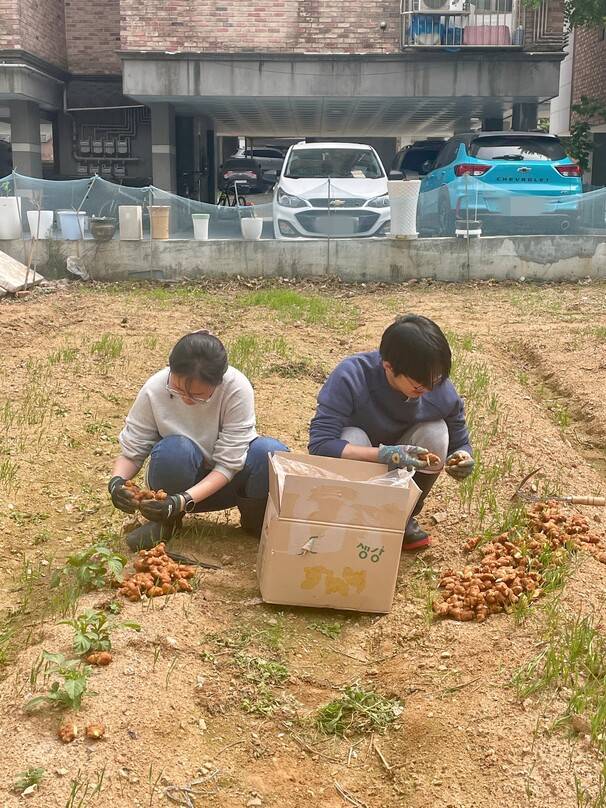 ‘호밀밭’에 심을 씨생강을 다듬는 나무네 부부.