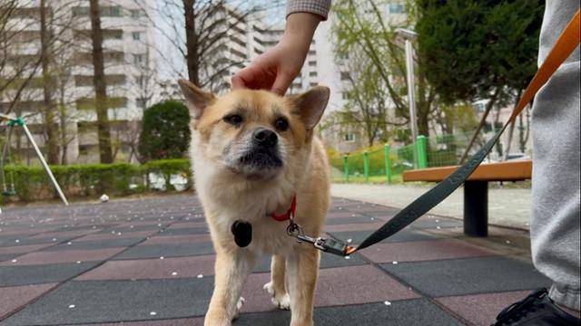 지난달 9일 서울의 한 아파트 단지에서 만난 반려견 '오층이'의 모습. 오층이는 동물보호단체 '동물자유연대'의 보호를 받다 최근 이 단지 주민 임다영 씨에게 입양됐다. 동그람이 정진욱
