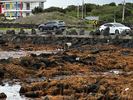 A thick mass of dark brown seaweed known as Sargassum horneri is seen coating the black volcanic rocks along the coast of Sinheung-ri in Jocheon-eup, Jeju City, on May 1. [JOONGANG PHOTO]