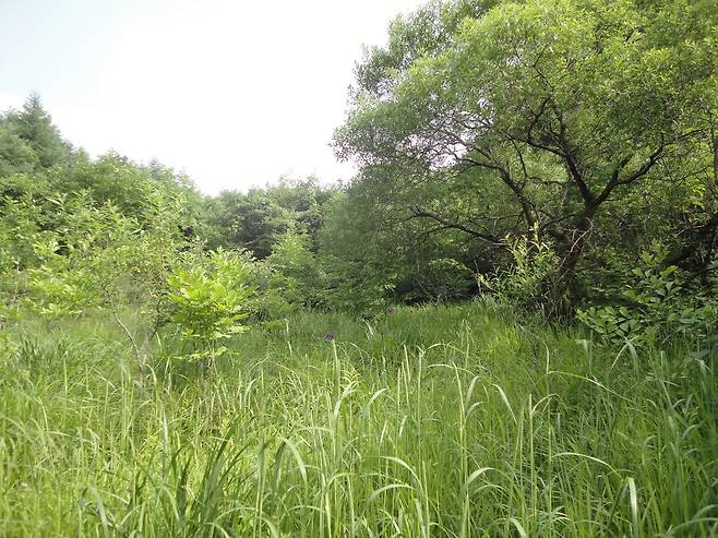습지에 자생하는 왕버들나무[국립생태원 제공]