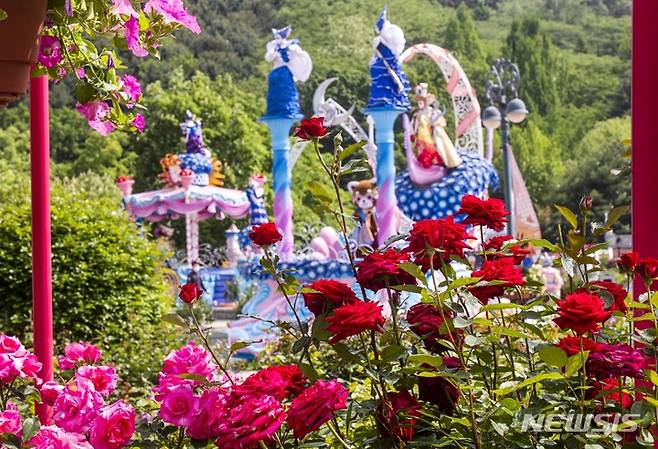 [서울=뉴시스] 최근 에버랜드 장미축제 모습. 720품종 300만 송미의 장미가 만개해 있다. (사진= 뉴시스 DB) photo@newsis.com