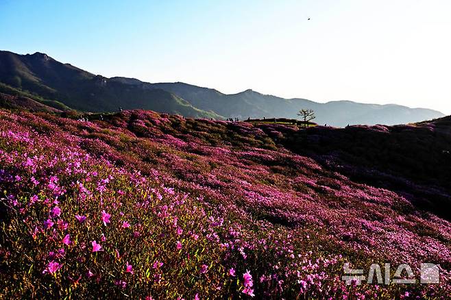 [합천=뉴시스] 차용현 기자 = 4일 오전 경남 합천군 황매산 정상에 화려한 철쭉이 꽃망울을 터뜨려 장관을 이루고 있다. 매년 5월이면 만개하는 황매산 철쭉은 전국 최대 규모로 올해도 어김없이 봄의 절정을 알리며 수많은 상춘객을 유혹하고 있다. 2025.05.04. con@newsis.com
