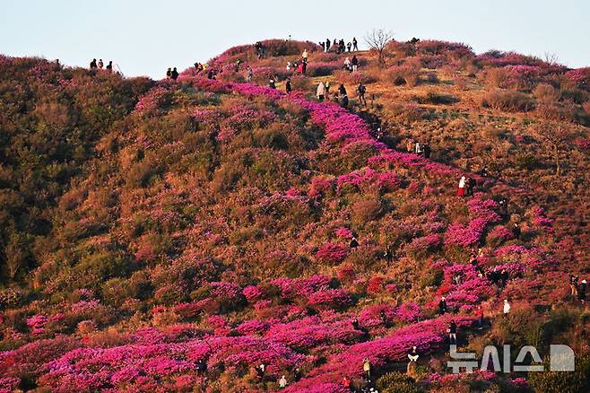[합천=뉴시스] 차용현 기자 = 4일 오전 경남 합천군 황매산 정상에 화려한 철쭉이 꽃망울을 터뜨려 장관을 이루고 있다. 매년 5월이면 만개하는 황매산 철쭉은 전국 최대 규모로 올해도 어김없이 봄의 절정을 알리며 수많은 상춘객을 유혹하고 있다. 2025.05.04. con@newsis.com