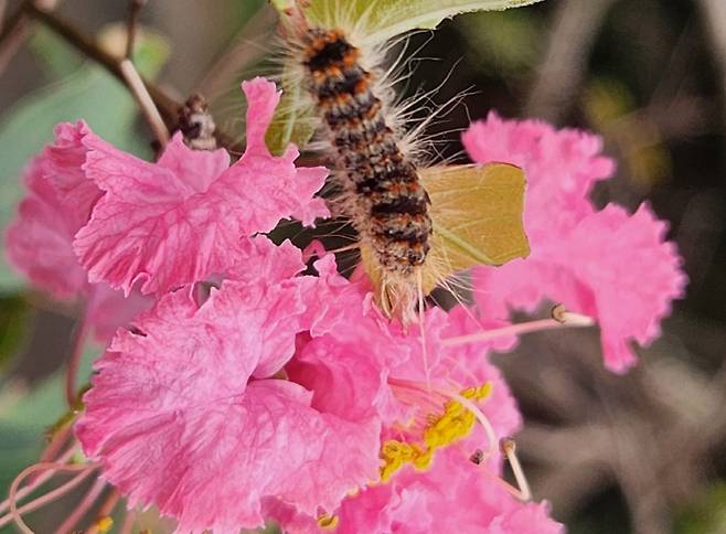 병해충인 맵시혹나방. 제주도 세계유산본부 제공