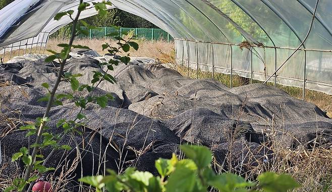검은 가림막에 덮인 청동기 유적 고인돌 [촬영 이재현]