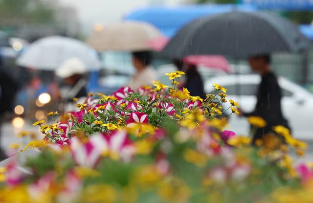 전국적으로 비가 내린 1일 서울 종로구 세종로사거리에 심어진 화단 뒤로 우산을 쓴 시민이 길을 지나고 있다. 연합뉴스 제공