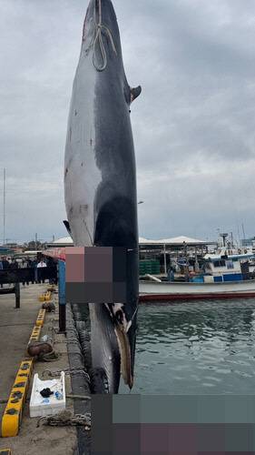 혼획된 밍크고래. 포항해양경찰서 제공