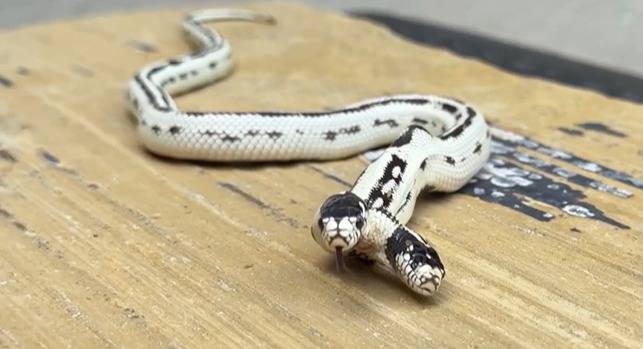 지난해 9월 이스트베이 비바리움이라는 파충류 가게에서 태어난 쌍두사(nbcbayarea.com갈무리)