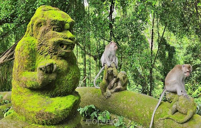 몽키 포레스트