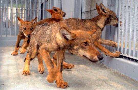 지난 1980년 경북 문경에서 발견된 뒤 종적을 감춰 멸종위기 동물로 지정된 한국늑대 7마리가 러시아로부터 들어와 대전동물원에 둥지를 틀었다. 24일 대전동물원에서 관계자들이 늑대들을 사육장에 입식하고 있다. 2008.07.24. 대전일보DB