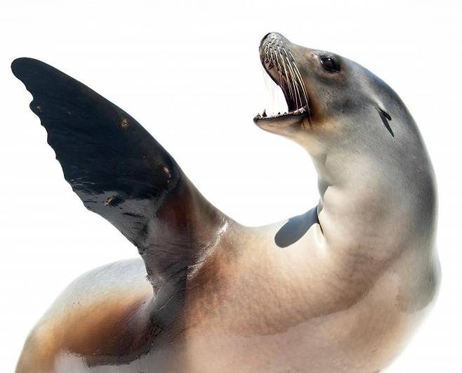 만 15살의 암컷 캘리포니아 바다사자(학명 Zalophus californianus) 로난. Joel Sartore/Photo Ark/NMFS 23554 제공