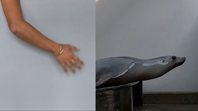 112bpm 과제에서 인간 참가자와 로난이 박자를 세고 있다. University of California Santa Cruz 제공