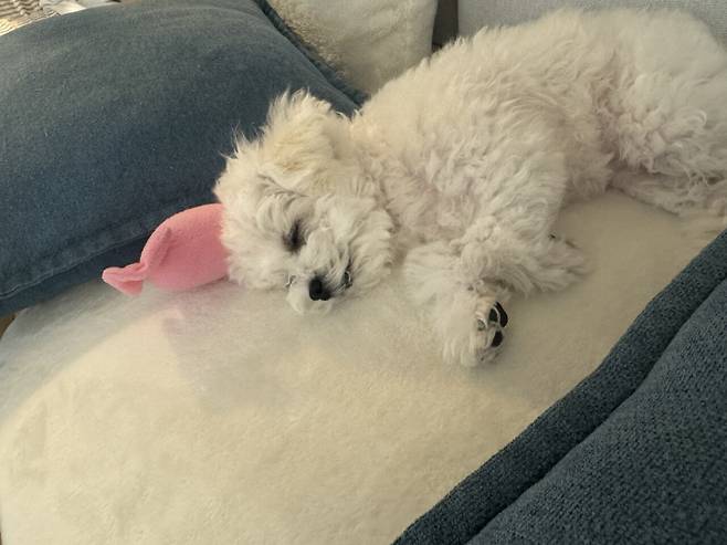 IMG_2250.jpeg 오늘도 해피해피한 우리 강아지