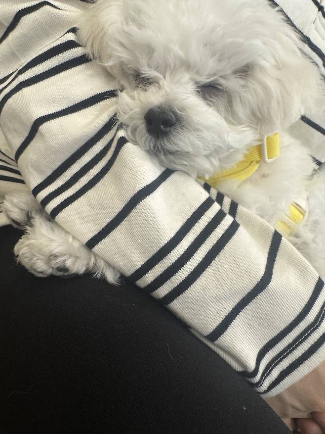 IMG_2234.jpeg 오늘도 해피해피한 우리 강아지