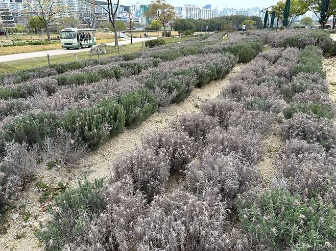 지난 4월 말라버린 프렌치 라벤더 옆으로 울산 태화강 국가정원 관광객을 태운 순환버스가 지나가고 있다. 이곳 라벤더들은 지난겨울 혹독한 추위를 견디지 못하고 약 70% 얼어 죽었다. 사진=최수상 기자