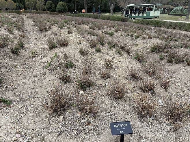 울산 태화강 국가정원에 심어진 체리세이지 일부가 지난겨울 혹한으로 냉해를 입어 줄기와 잎이 말라 있다. 국가정원측은 뿌리는 살아 있을 것으로 보고 상황을 지켜고 있다. 사진=최수상 기자